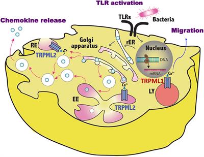 Involvement of the TRPML Mucolipin Channels in Viral Infections and Anti-viral Innate Immune Responses